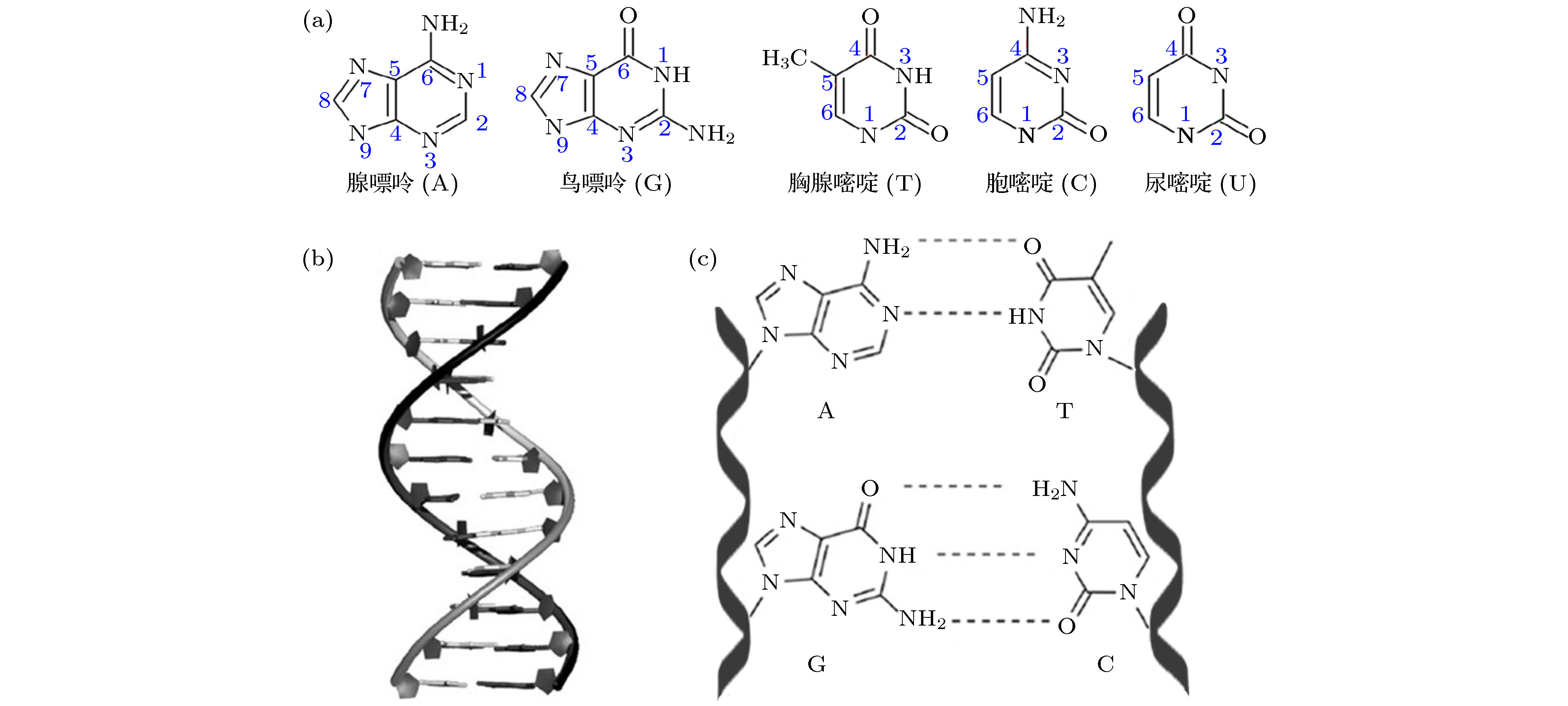 1         (a) 5种天然核酸碱基单体结构; (b) b