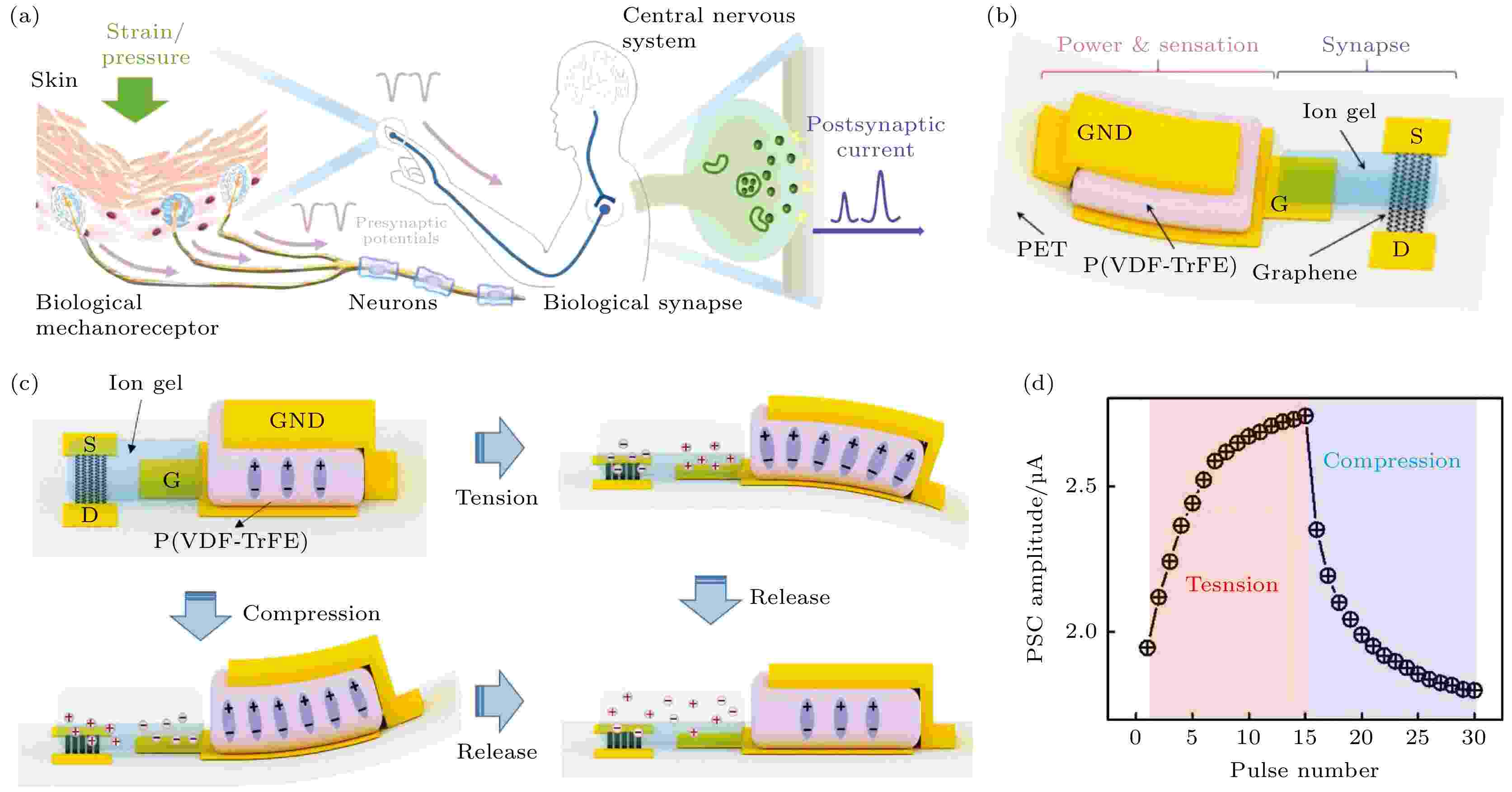 Research progress of neuromorphic devices based on two