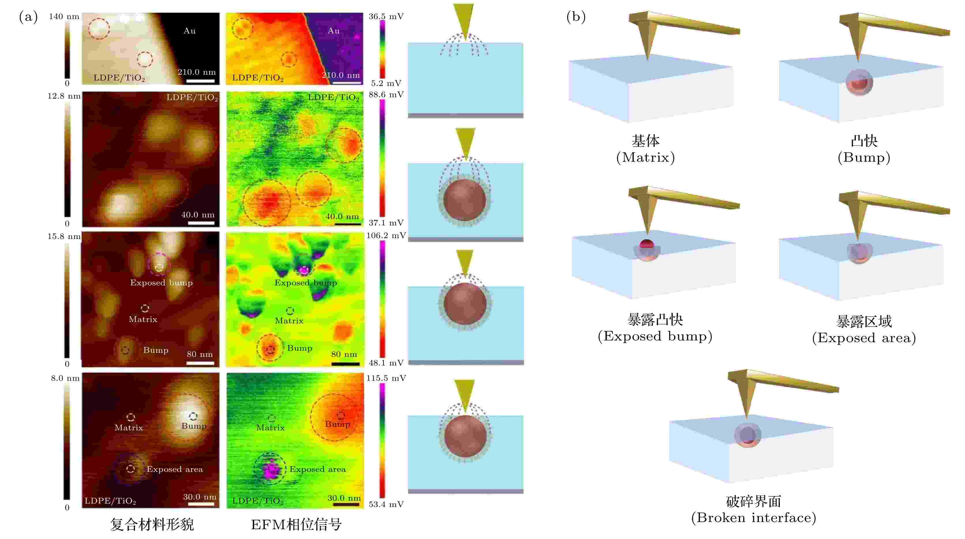 Progress of application of functional atomic force microscopy in 